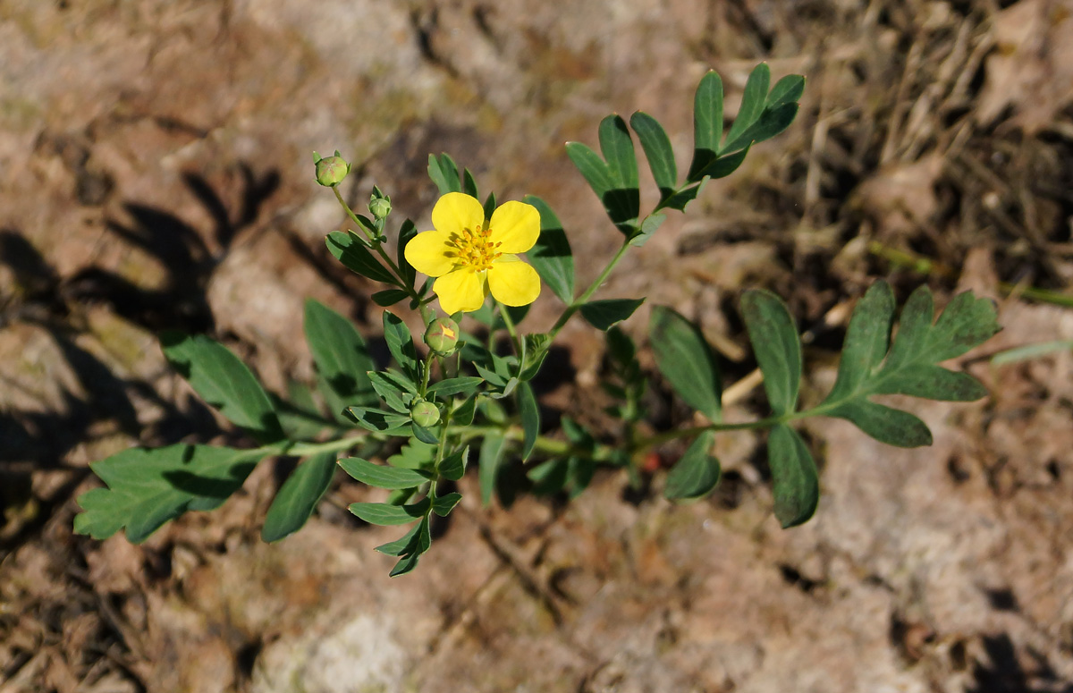 Изображение особи Potentilla semiglabra.