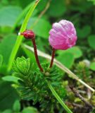 genus Phyllodoce. Цветок, завязь и верхушка побега. Камчатский край, Алеутский р-н, о-в Медный, южный склон горы Гаванская, тундра. 18.08.2017.