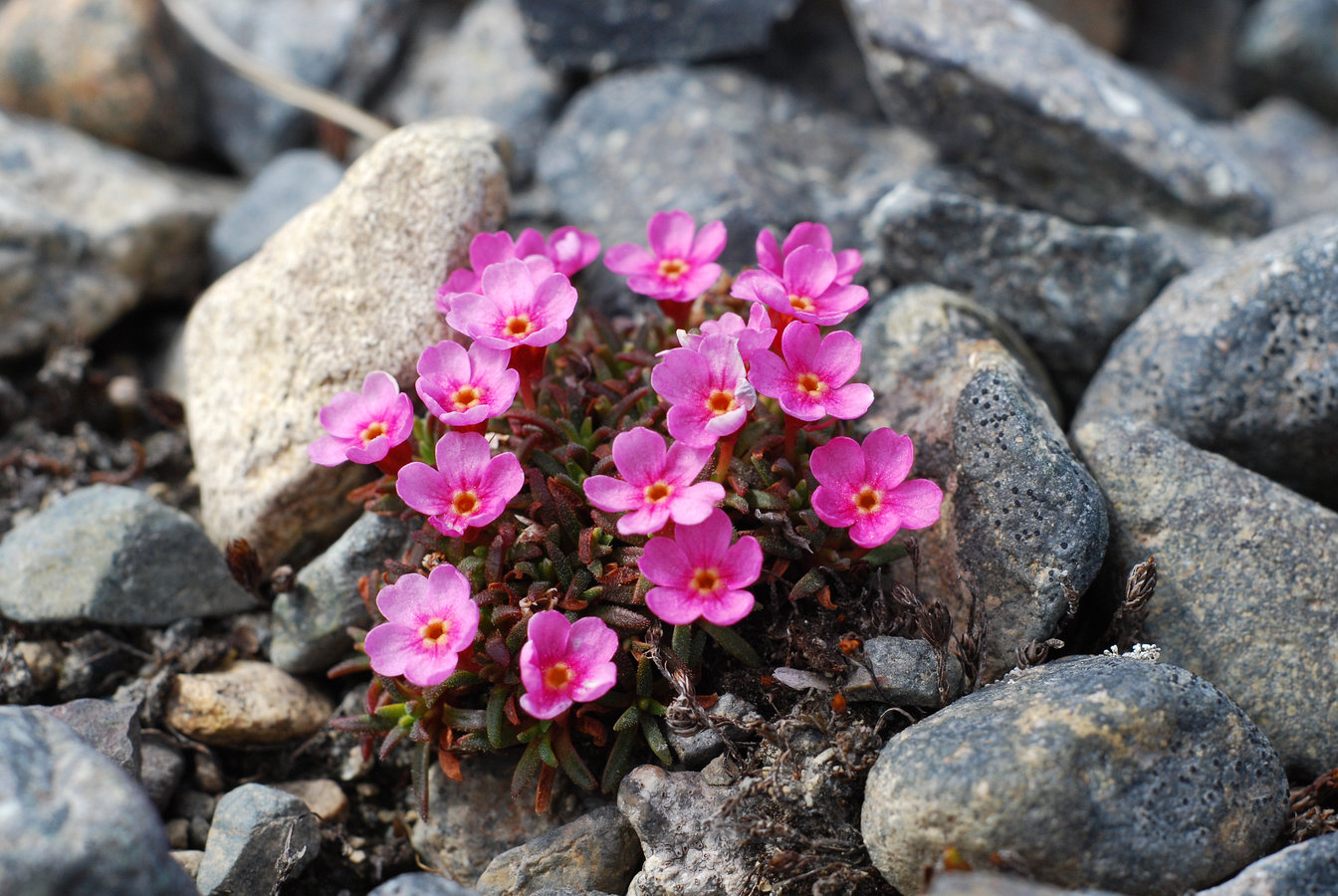 Изображение особи Douglasia ochotensis.