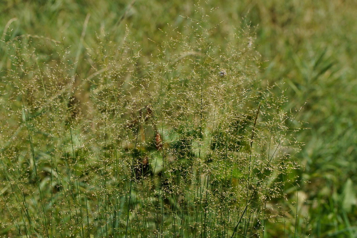 Изображение особи Agrostis tenuis.