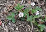 Potentilla micrantha. Цветущее растение. Азербайджан, Гахский р-н, долина реки Кумчай выше с. Гум (Кум), овраг в лесу. 8 апреля 2017 г.