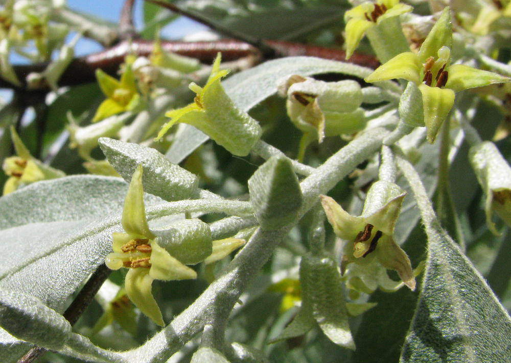 Image of Elaeagnus angustifolia specimen.