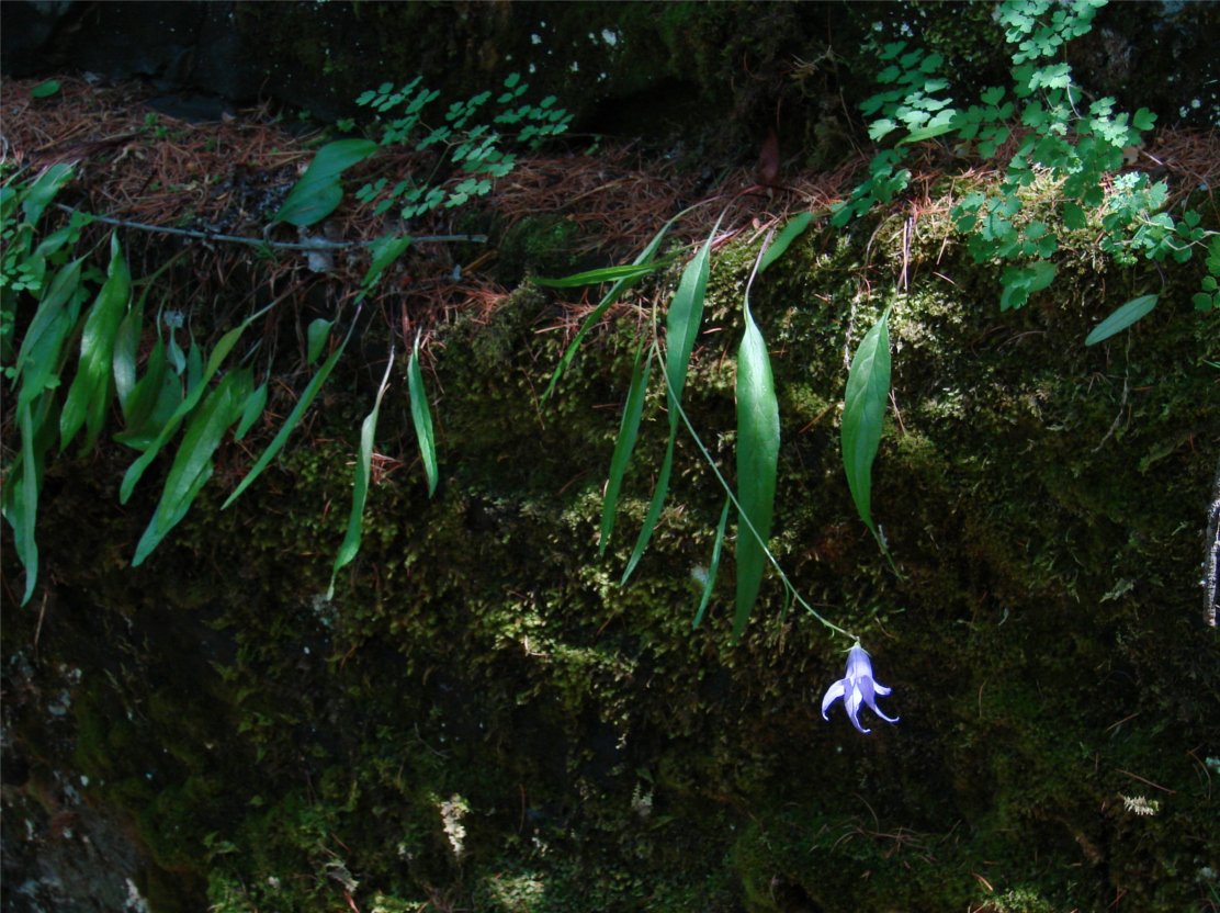 Image of Campanula turczaninovii specimen.