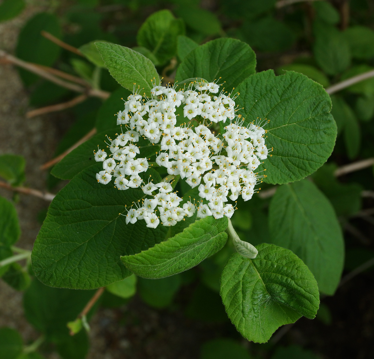 Изображение особи Viburnum lantana.