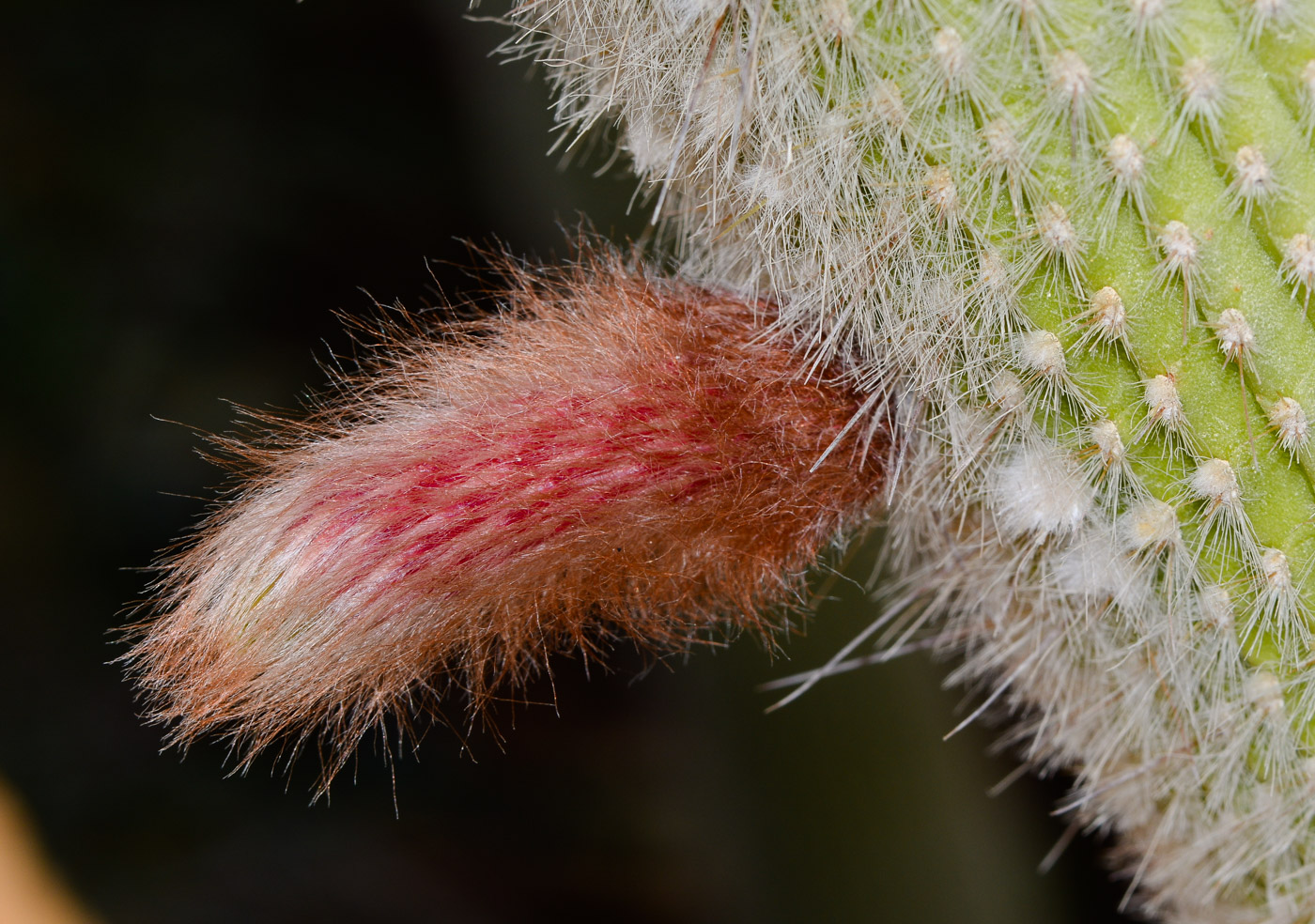 Изображение особи Cleistocactus straussii.