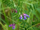 Vicia cassubica