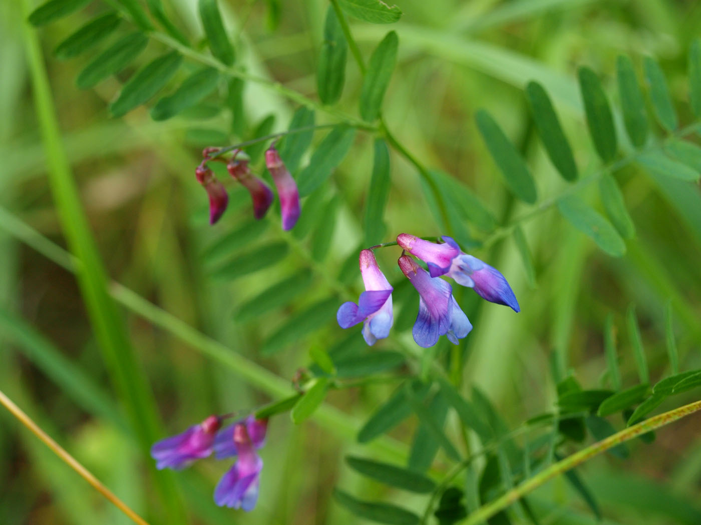 Изображение особи Vicia cassubica.