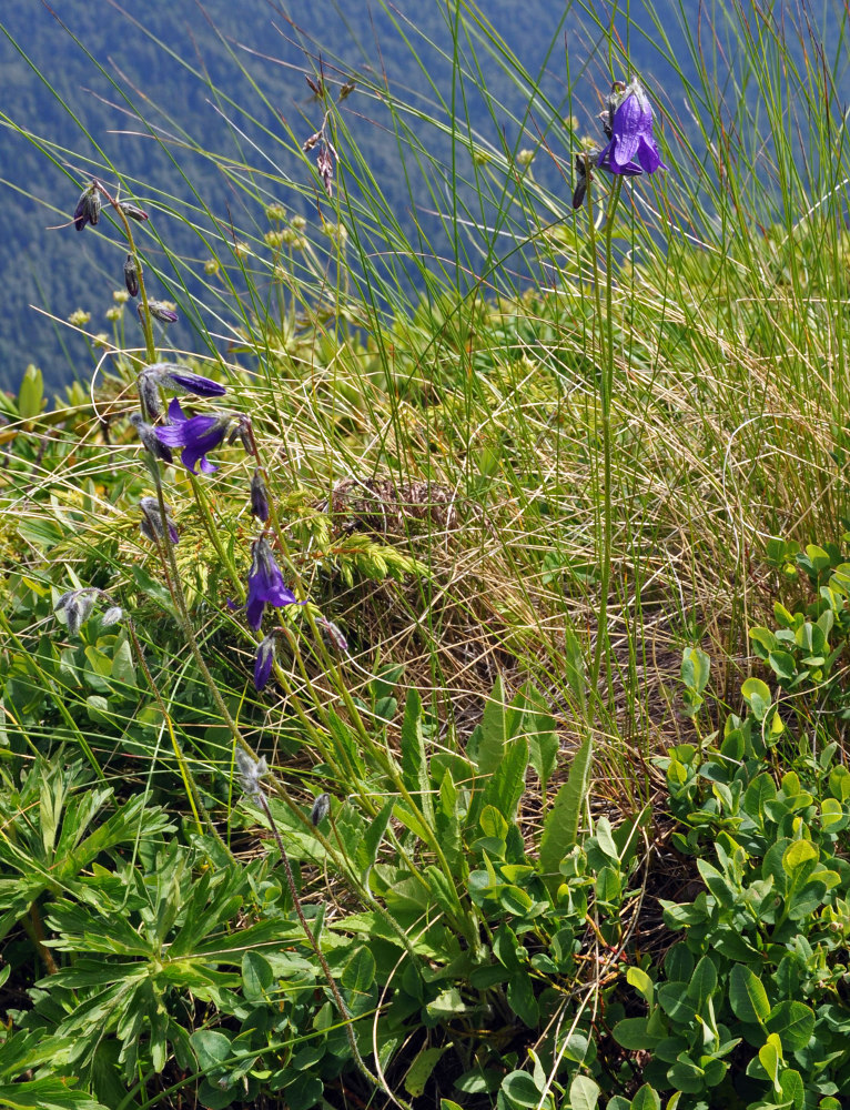 Изображение особи Campanula collina.