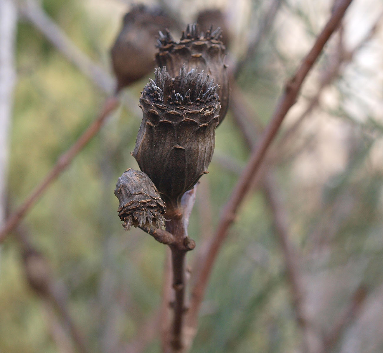 Image of Calycanthus occidentalis specimen.