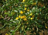 Senna corymbosa