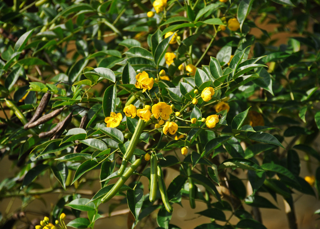 Image of Senna corymbosa specimen.