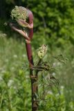 Angelica sylvestris