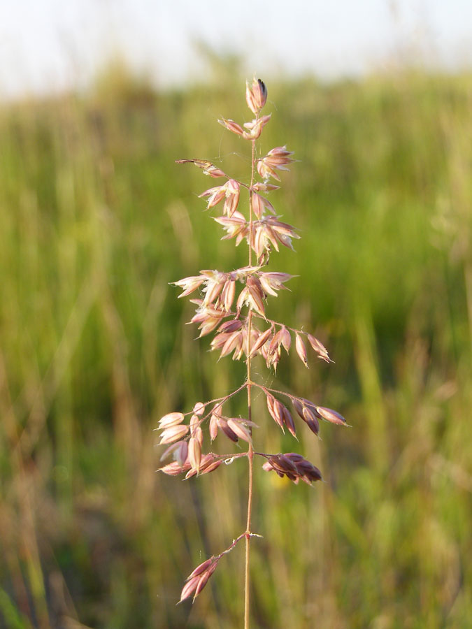 Изображение особи Holcus lanatus.