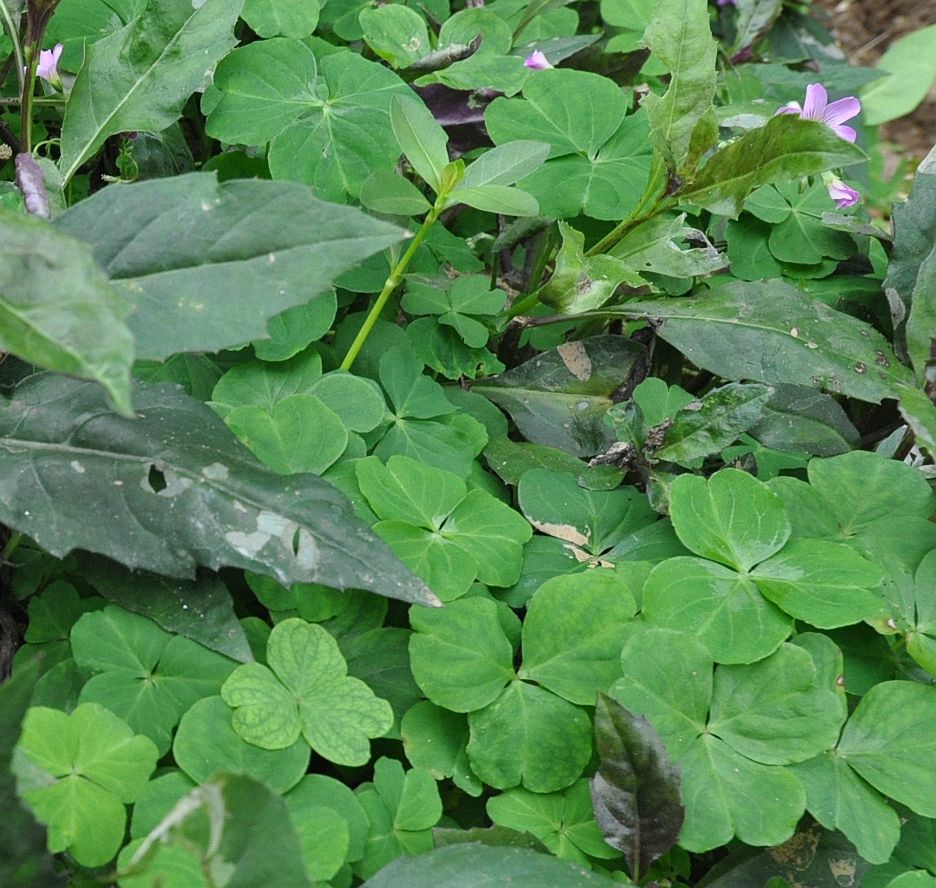 Изображение особи Oxalis debilis var. corymbosa.