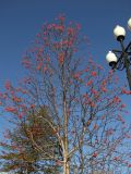 Sorbus sibirica