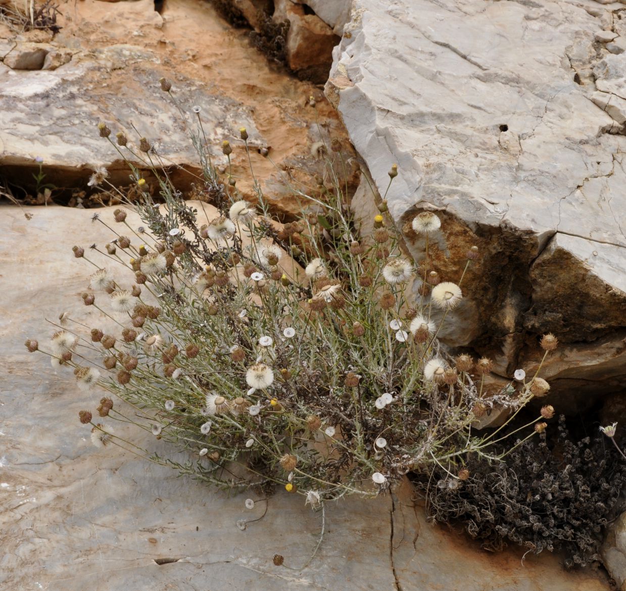 Image of Phagnalon rupestre specimen.