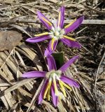 Erythronium sibiricum