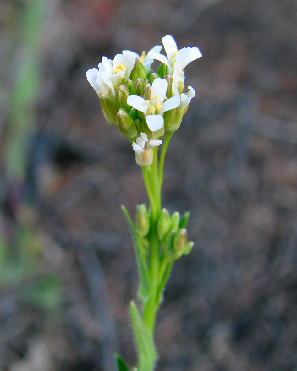 Image of Arabis borealis specimen.