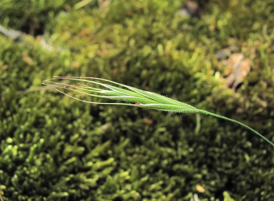 Изображение особи семейство Poaceae.