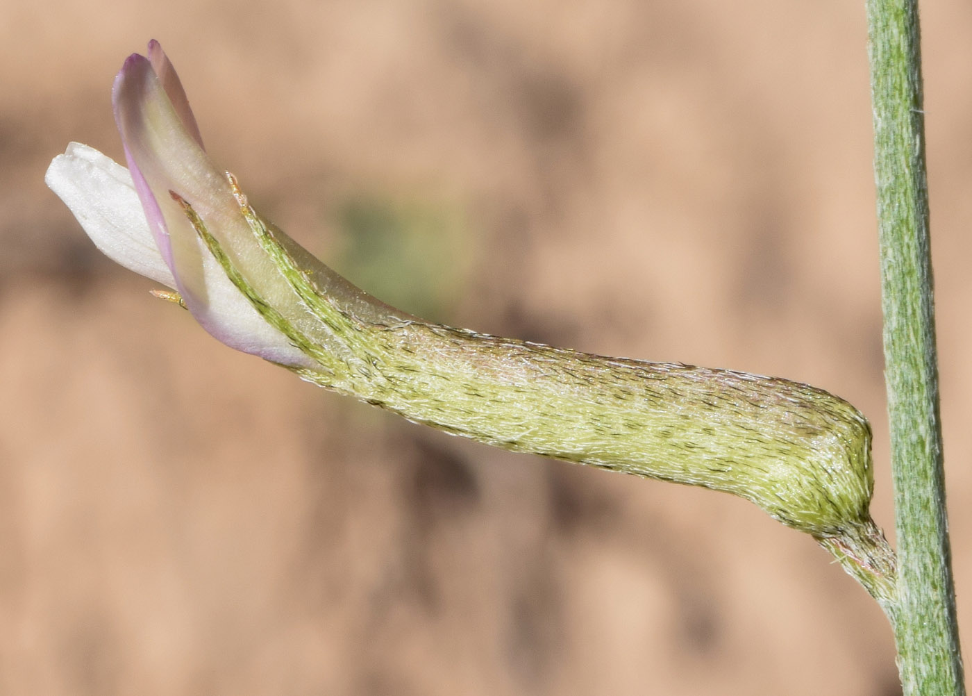 Изображение особи Astragalus marguzaricus.