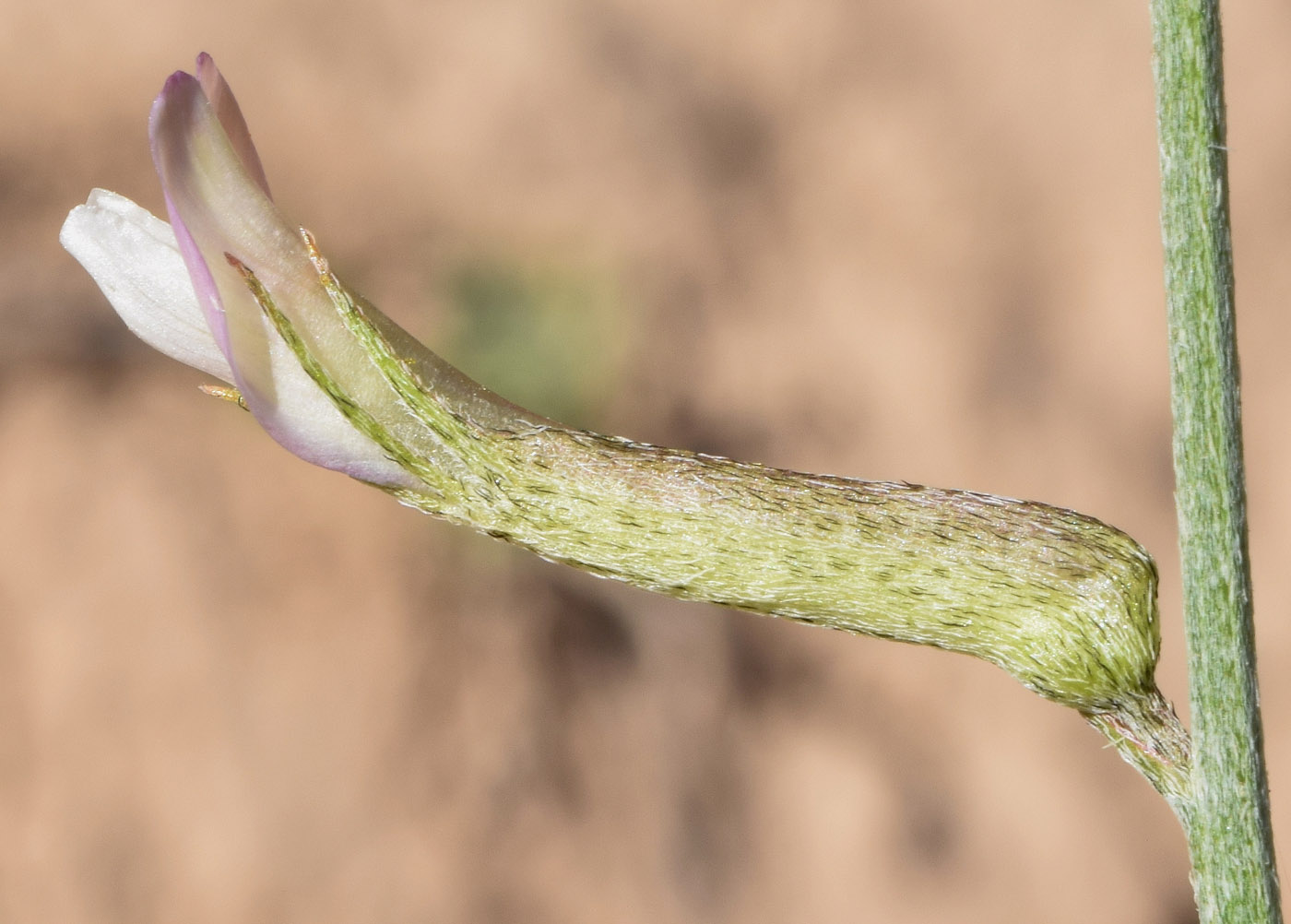 Image of Astragalus marguzaricus specimen.