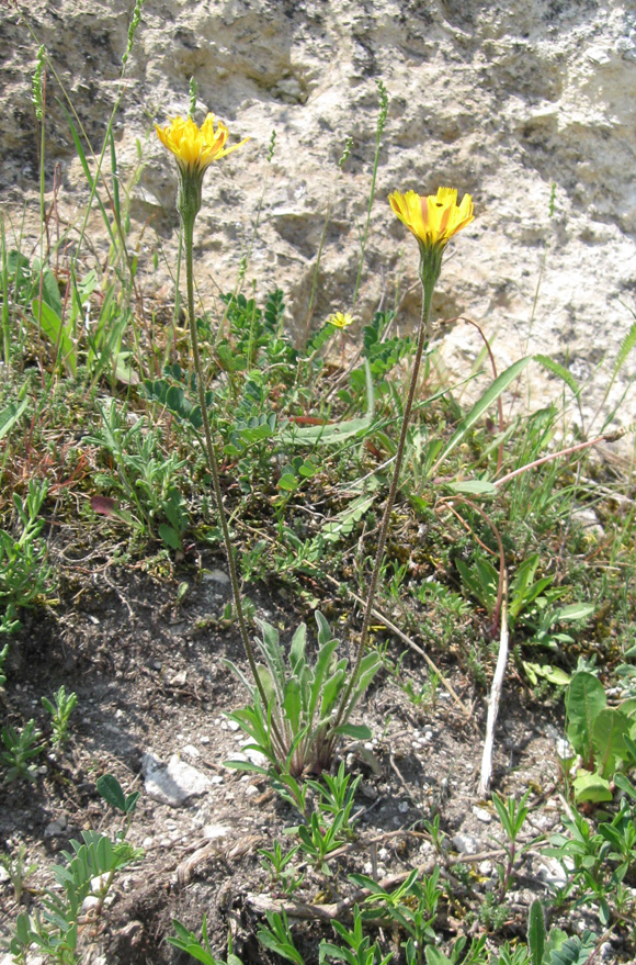 Image of Leontodon biscutellifolius specimen.