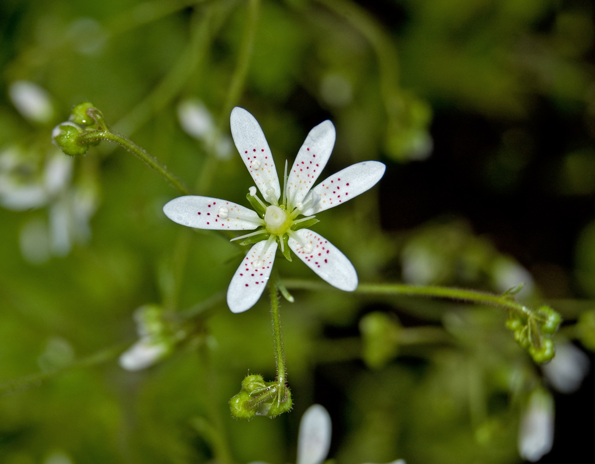 Image of Saxifraga hirsuta specimen.