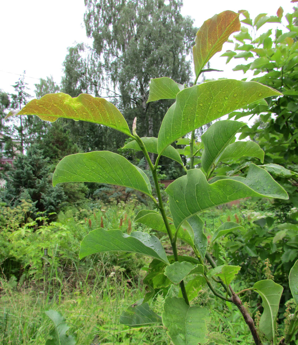 Изображение особи Magnolia zenii.