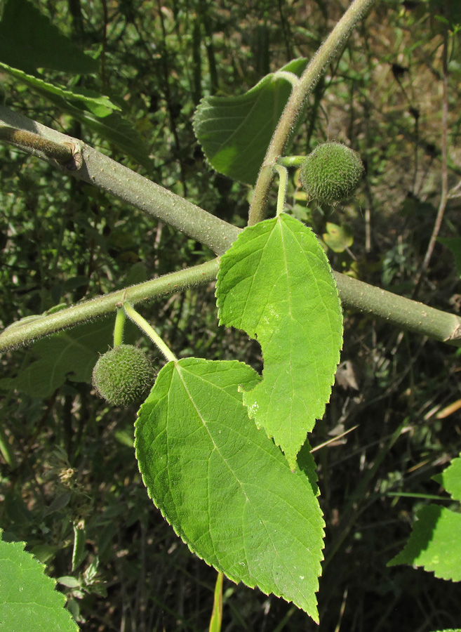 Image of Broussonetia papyrifera specimen.