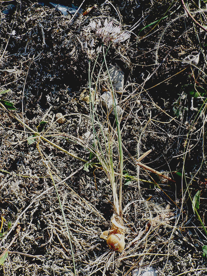 Изображение особи Allium moschatum.