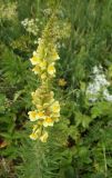 genus Linaria. Верхушка цветущего растения. Крым, гора Северная Демерджи, поляна на склоне яйлы. 24.06.2018.