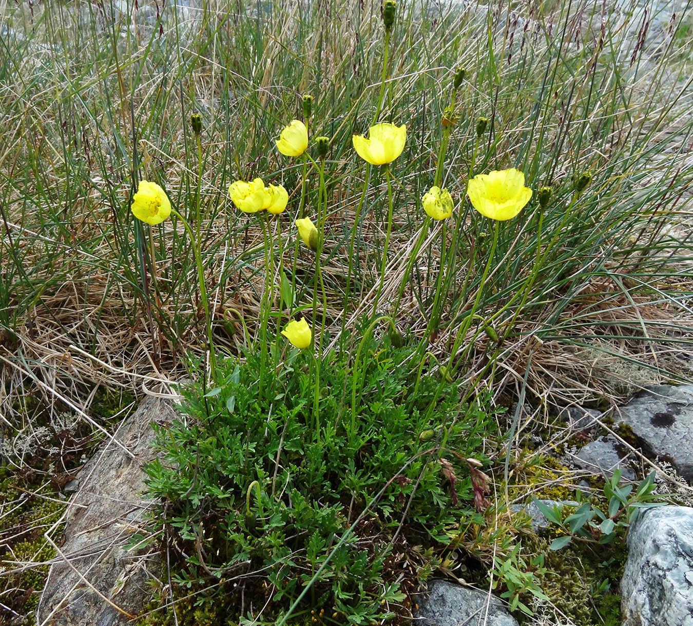 Изображение особи род Papaver.