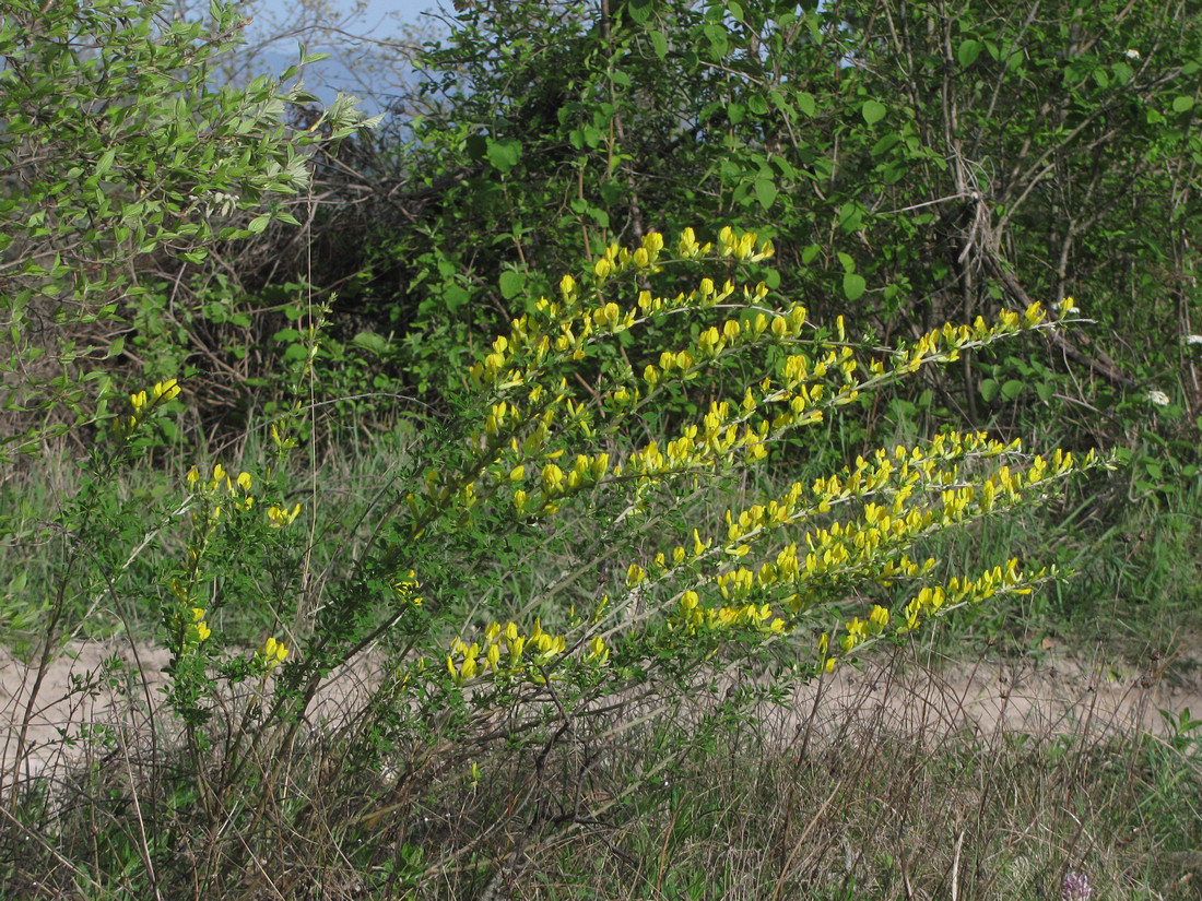 Изображение особи Chamaecytisus ruthenicus.