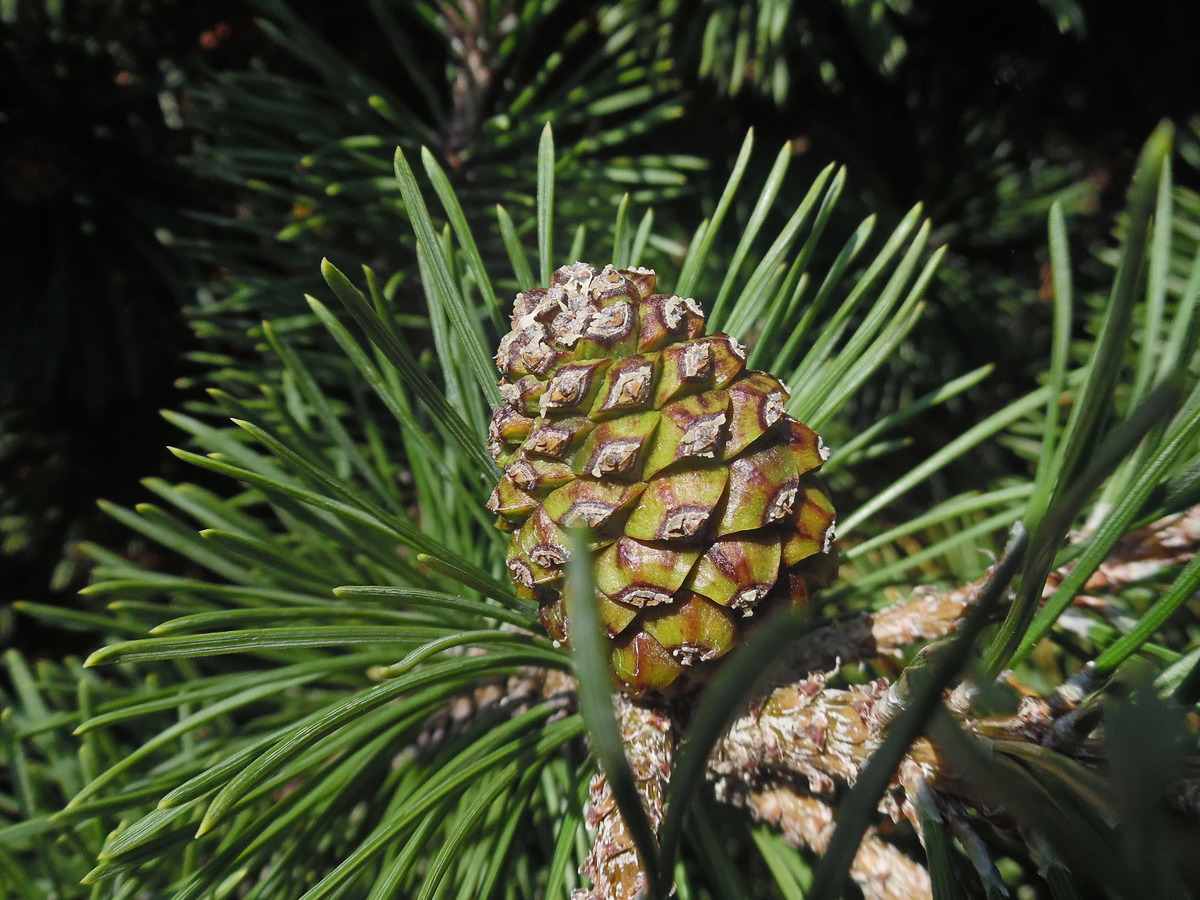 Изображение особи Pinus mugo.