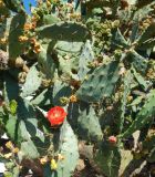 Opuntia bergeriana. Цветущее растение. Черногория, г. Херцег-Нови (Herceg Novi), придомовое озеленение. Июль 2017 г.