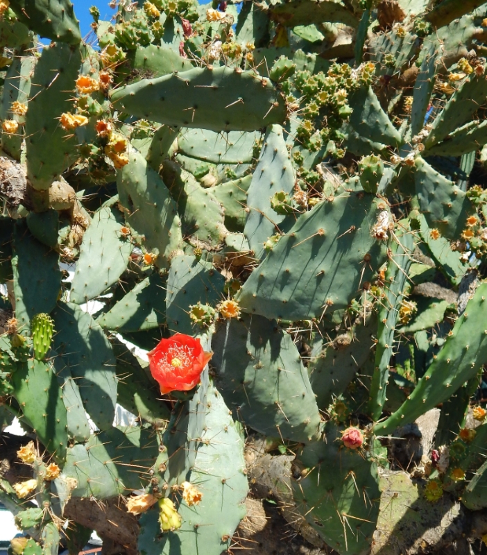 Изображение особи Opuntia bergeriana.