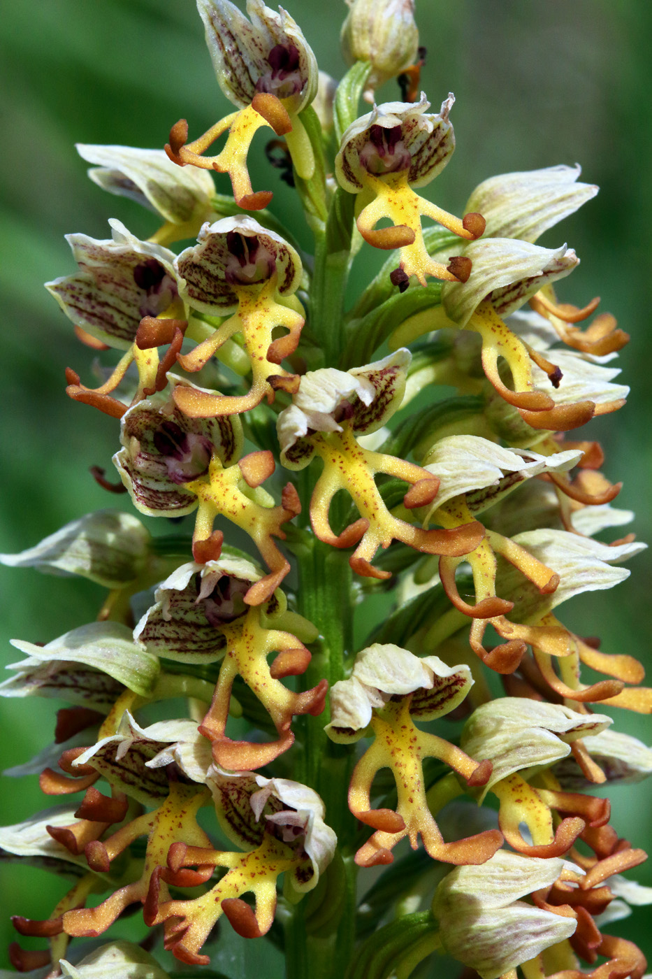 Изображение особи Orchis &times; calliantha.