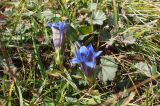 Gentiana septemfida