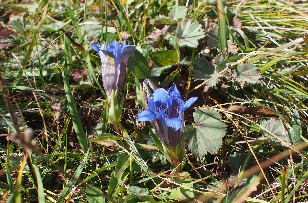 Image of Gentiana septemfida specimen.