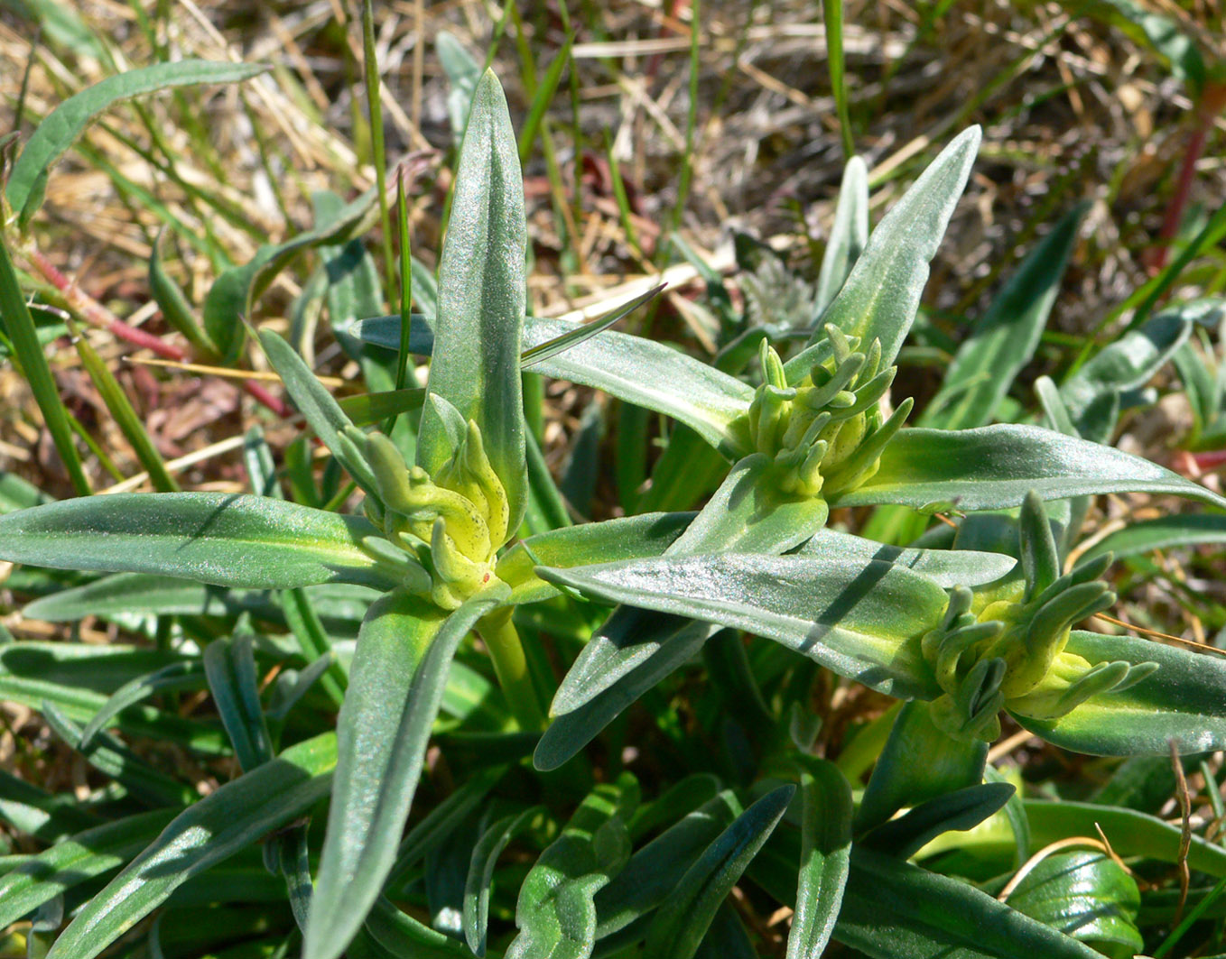 Изображение особи Gentiana algida.