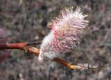 genus Salix. Верхушка веточки с соцветием. Чукотка, Чаунская обл., восточная окр. г. Певек, тундра. 01.06.2018.