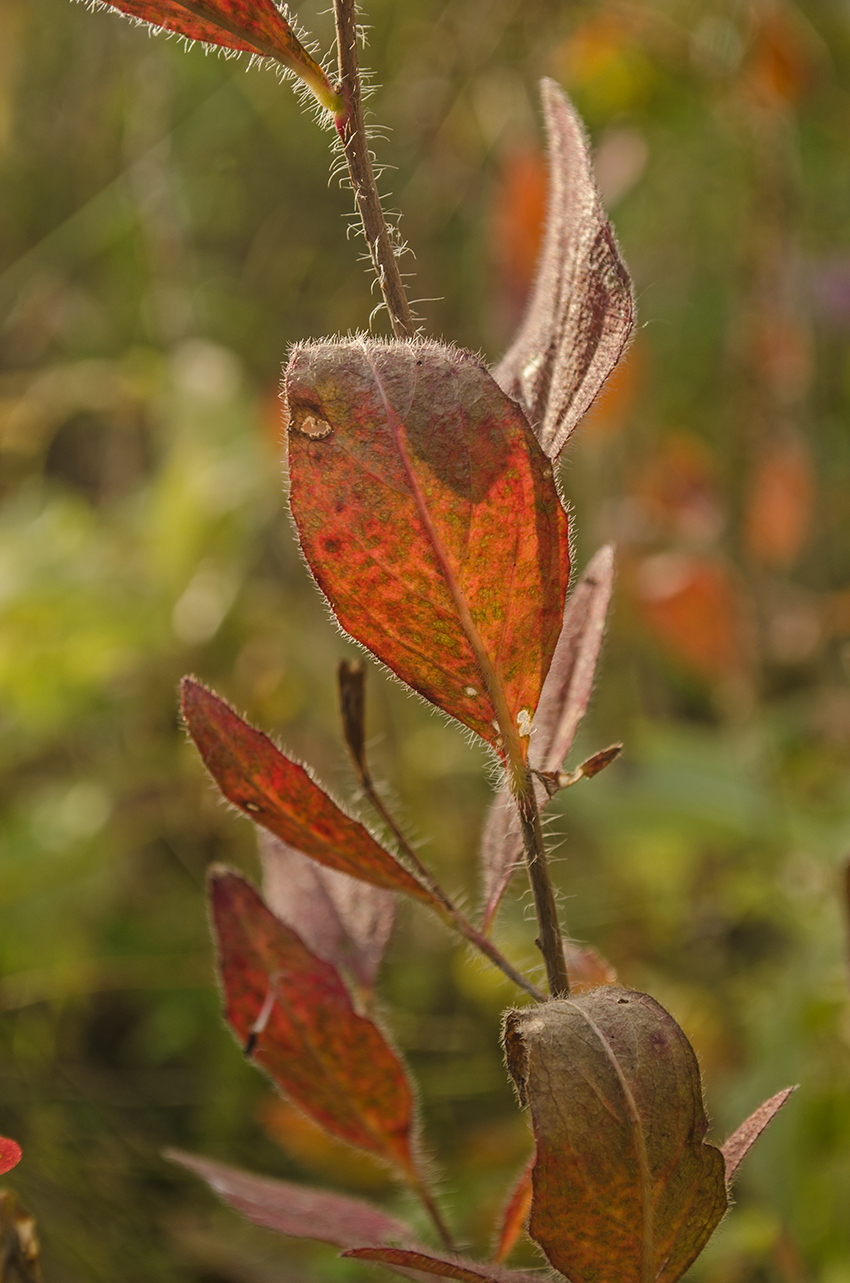 Image of Oenothera pilosella specimen.