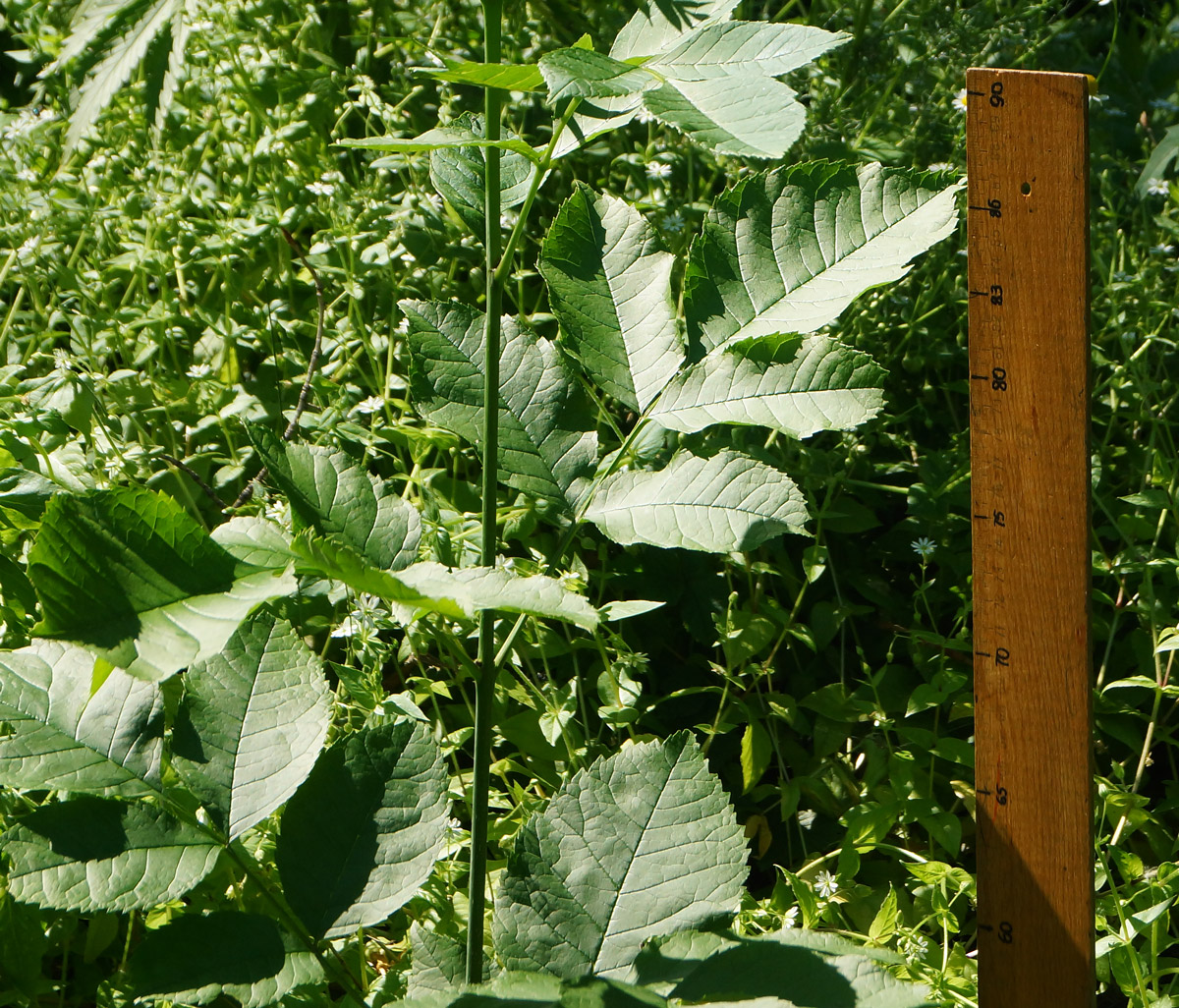 Изображение особи Fraxinus pennsylvanica.