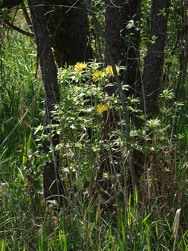 Image of Rhododendron luteum specimen.