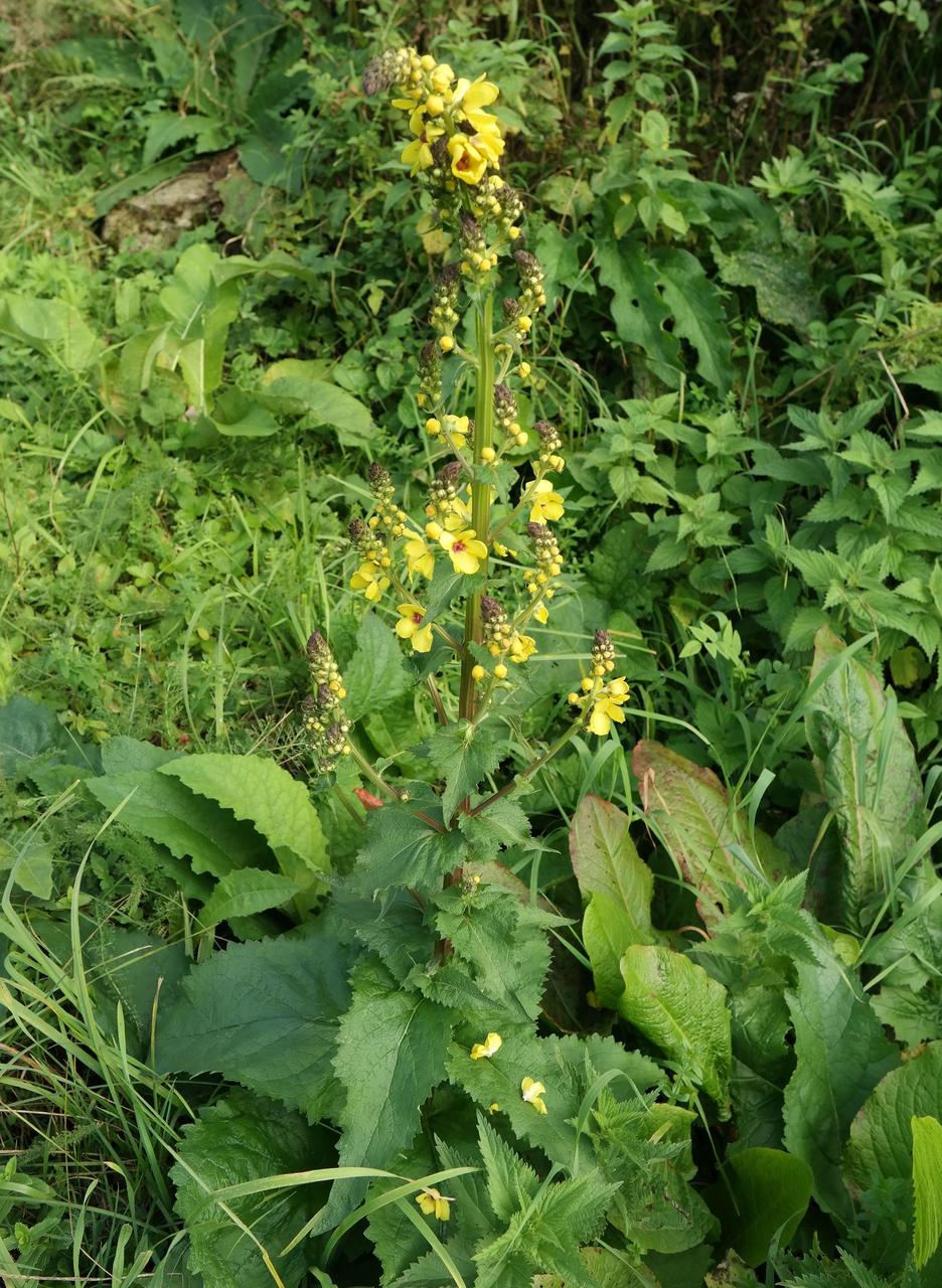 Изображение особи Verbascum pyramidatum.