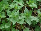 Lamium album