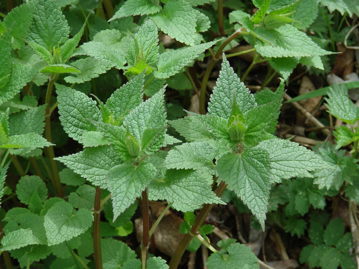 Image of Lamium album specimen.