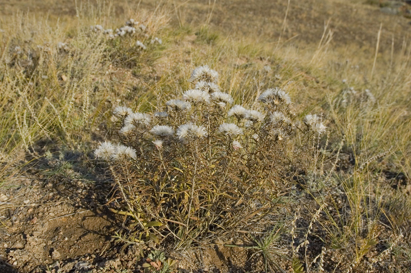Image of Saussurea salicifolia specimen.