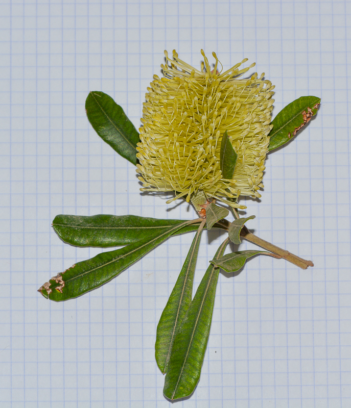 Image of Banksia integrifolia specimen.