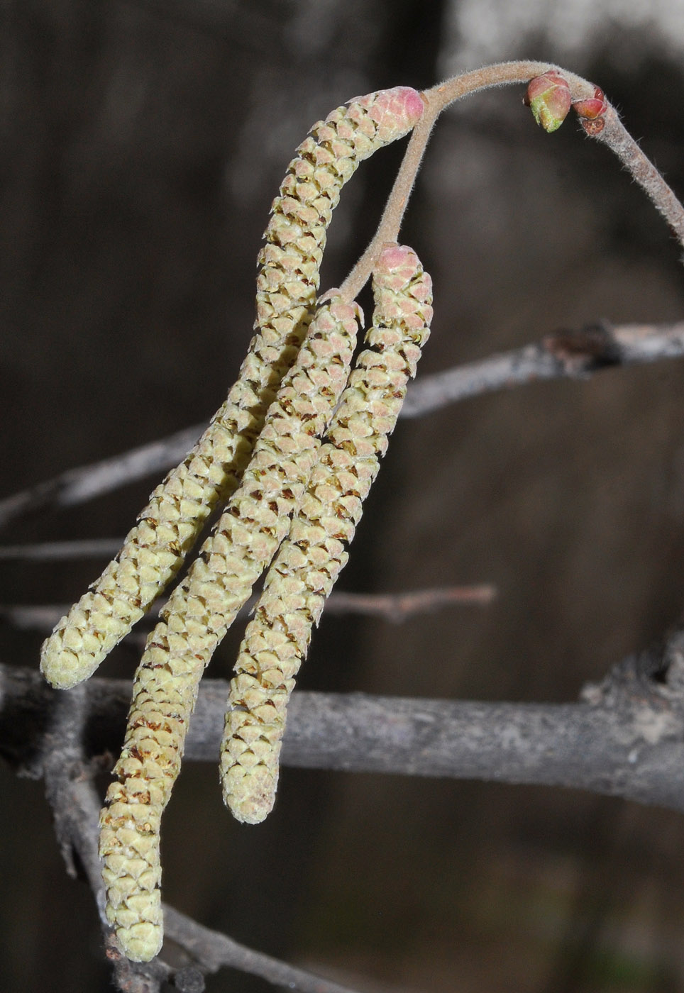 Image of Corylus avellana specimen.